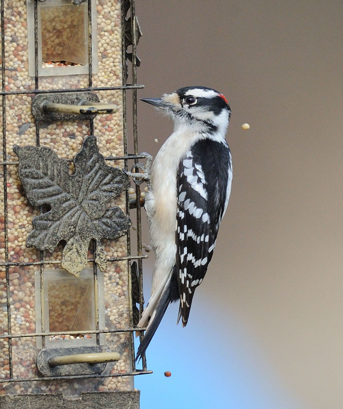 Downy woodpeckers will likely be the most seen woodpecker around feeders. Suet feeders are favorites of several species of woodpeckers. They are the smallest species and closely resemble the hairy woodpecker, which is a little larger, has a longer bill and does not have spots on the outmost of its tail feathers as the downy has. Visit www.riverreporter.com/river-talk to hear an audio clip of their rapid drum.